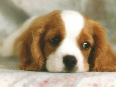20070712002405-triste.jpg