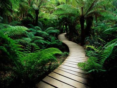 http://uploads.blogia.com/blogs/c/ca/car/carmencamachoadarve/upload/20090624192333-wallpapers-camino-en-el-bosque.jpg