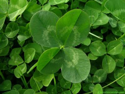 20061010155323-trebol-de-cuatro-hojas-800x600.jpg