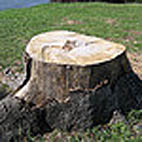 20060921205906-arbol-cortado.jpg